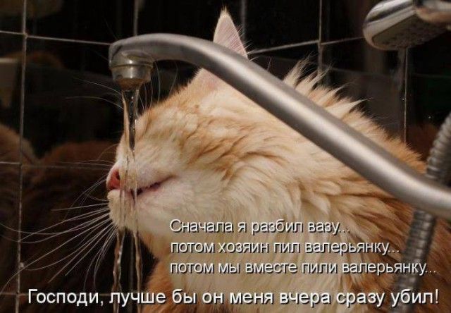 Сначала я разбил вазу, потом хозяин пил валерьянку... потом мы вместе пили валерьянку... Господи, лучше бы он меня вчера сразу убил!