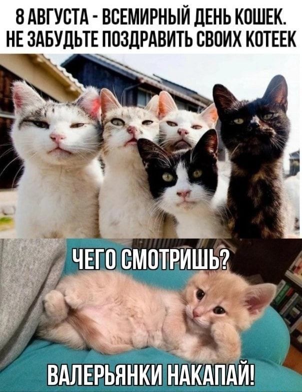 8 августа - всемирный день кошек. Не забудьте поздравить своих котеек\nЧЕГО СМОТРИШЬ? ВАЛЕРЬЯНКИ НАКАПАЙ!