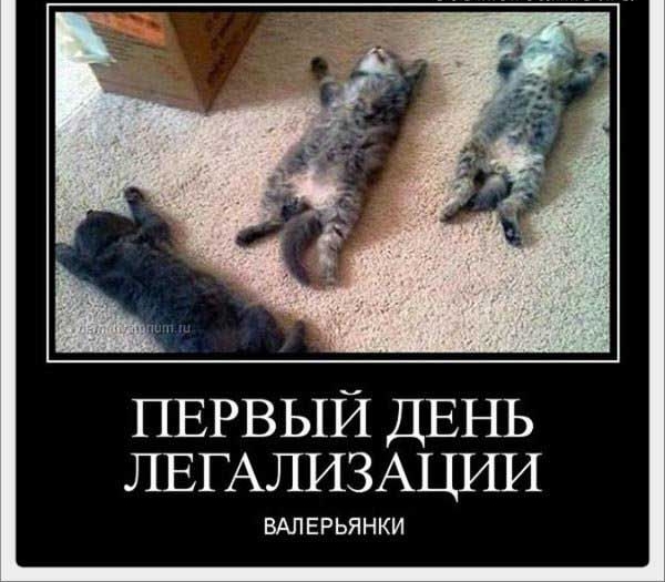 ПЕРВЫЙ ДЕНЬ ЛЕГАЛИЗАЦИИ ВАЛЕРЬЯНКИ
