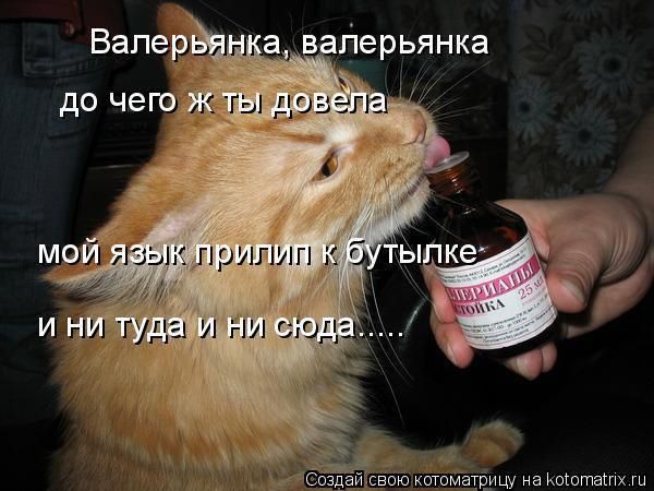 Валерьянка, валерьянка до чего ж ты довела мой язык приллип к бутылке и ни туда и ни сюда....