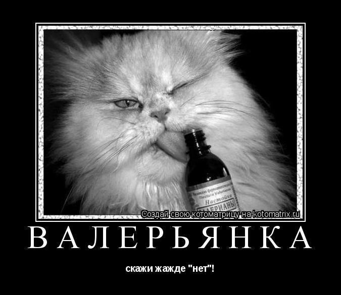 Создай свою котоматрицу на kotomatrix.ru
ВАЛЕРЬЯНКА
скажи жажде 
