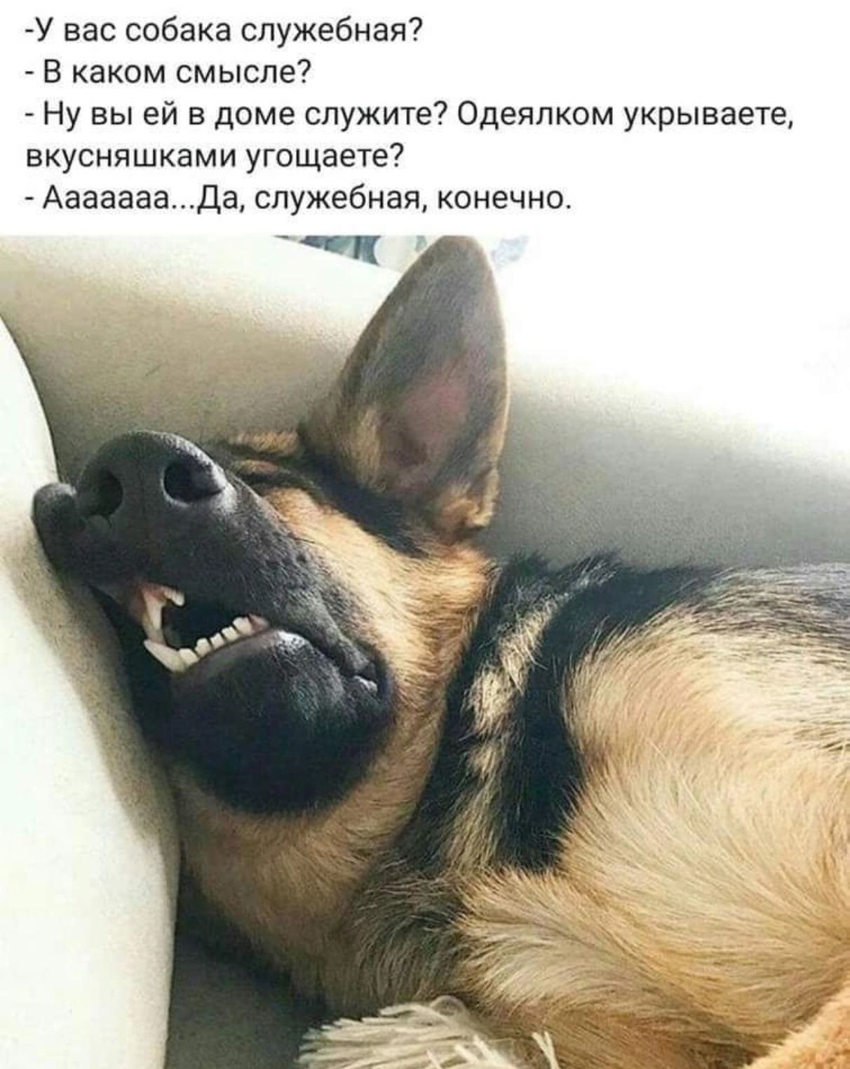 -у вас собака служебная?
- В каком смысле?
- Ну вы ей в доме служите? Одеялком укрываете, вкусняшками угощаете?
- Ааааа...Да, служебная, конечно.