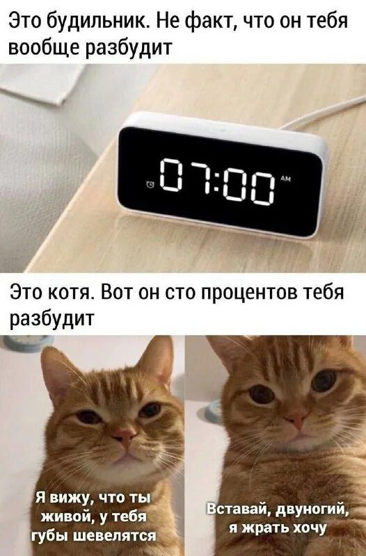 Это будильник. Не факт, что он тебя вообще разбудит. Это котя. Вот он сто процентов тебя разбудит. Я вижу, что ты живой, у тебя губы шевеляются. Вставай, двуной, я жрать хочу