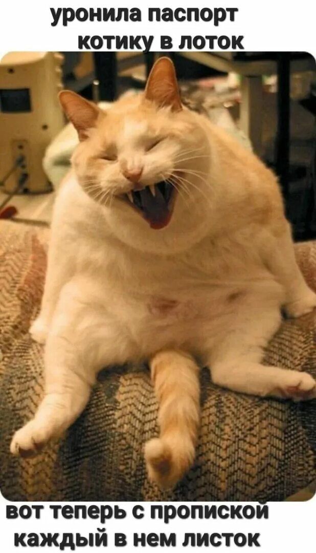 уронила паспорт котику в лоток вот теперь с пропиской каждый в нем листок