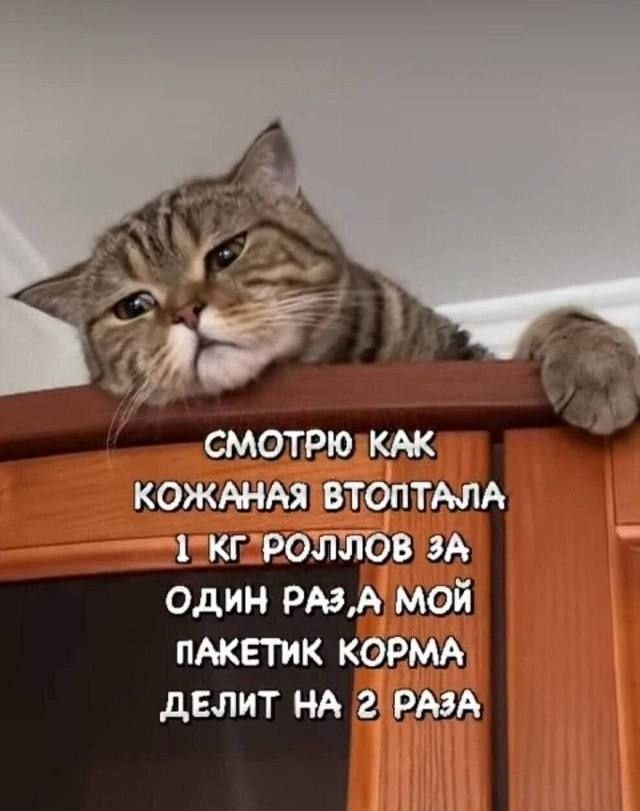 СМОТРЮ КАК КОЖАНАЯ ВТОПТАЛА 1 КГ РОЛЛОВ ЗА ОДИН РАЗ, А МОЙ ПАКЕТИК КОРМА ДЕЛИТ НА 2 РАЗА
