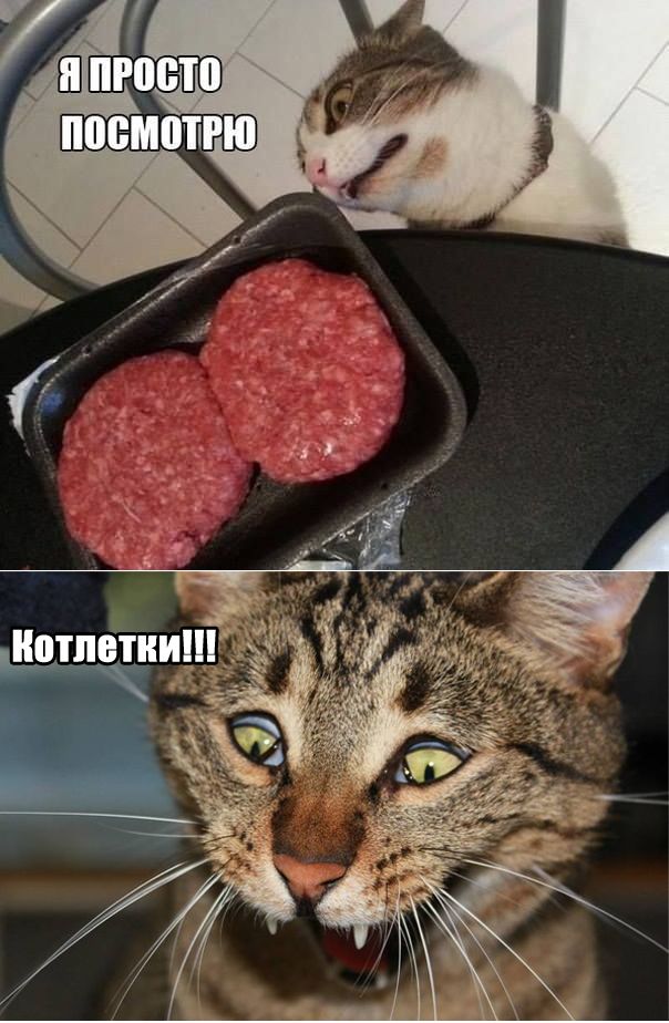 Я просто посмотрю
Котлетки!!!
