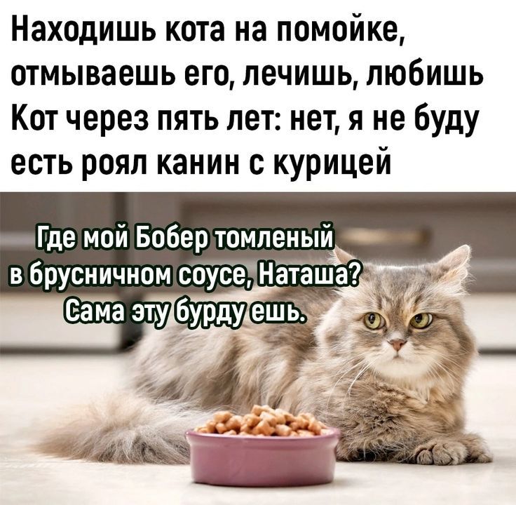 Находишь кота на помойке, отмываешь его, лечишь, любишь. Кот через пять лет: нет, я не буду есть роял канин с курицей. Где мой Бобер томленный в брусничном соусе, Наташа? Сама эту бурду ешь.