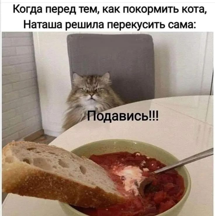 Когда перед тем, как покормить кота, Наташа решила перекусить сама: Подавись!!!