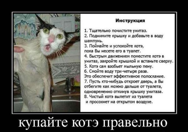 Инструкция

купайте котэ правельно
