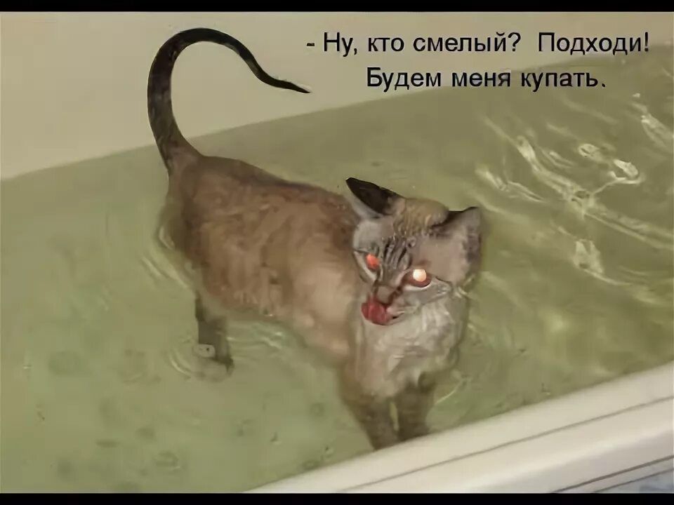 - Ну, кто смелый? Подходи! Будем меня купать.