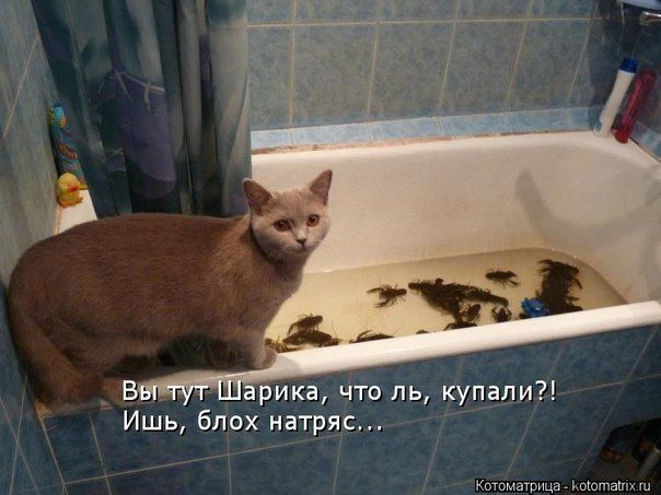Вы тут Шарика, что ль, купали?! Ишь, блох натреса...