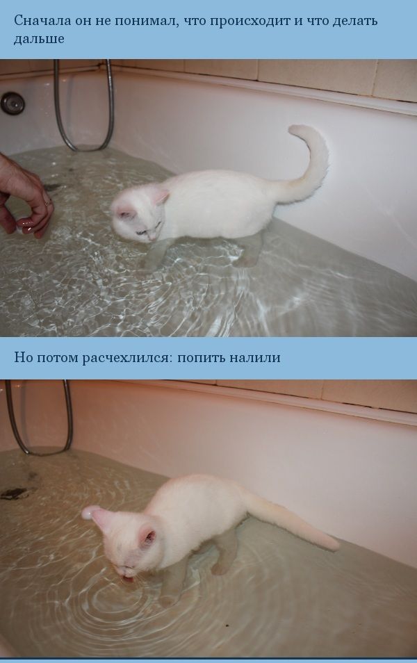 Сначала он не понимал, что происходит и что делать дальше Но потом расчехлился: попить налили