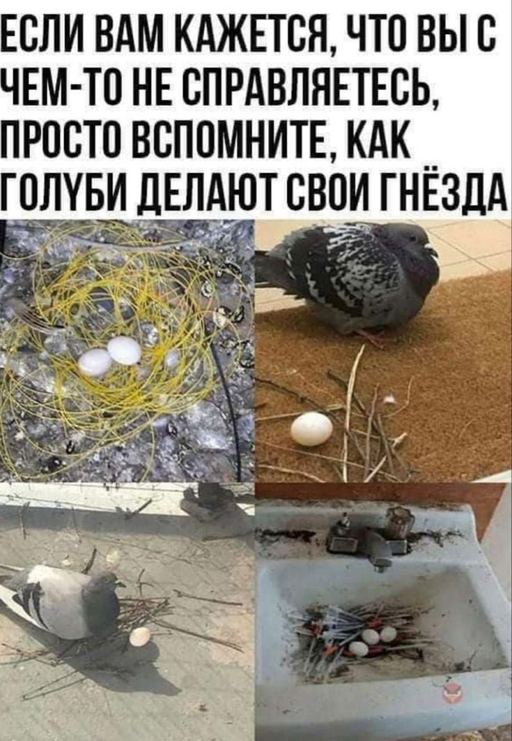 Если вам кажется, что вы с чем-то не справляетесь, просто вспомните, как голуби делают свои гнёзда