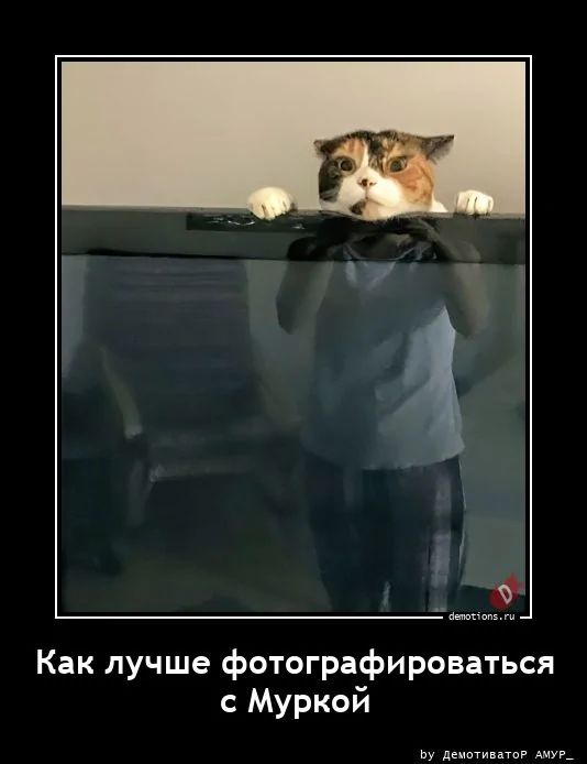 Как лучше фотографироваться с Муркой