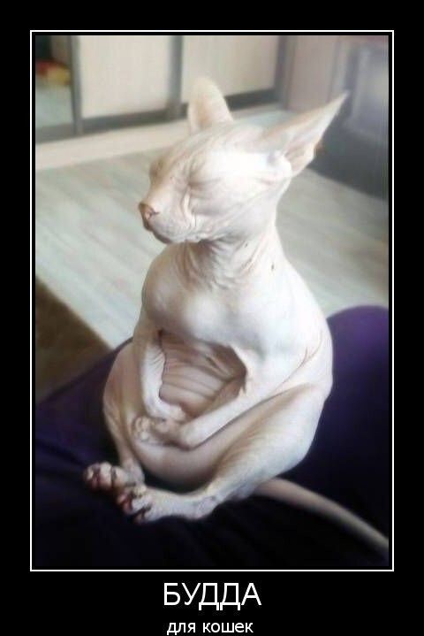 БУДДА
для кошек