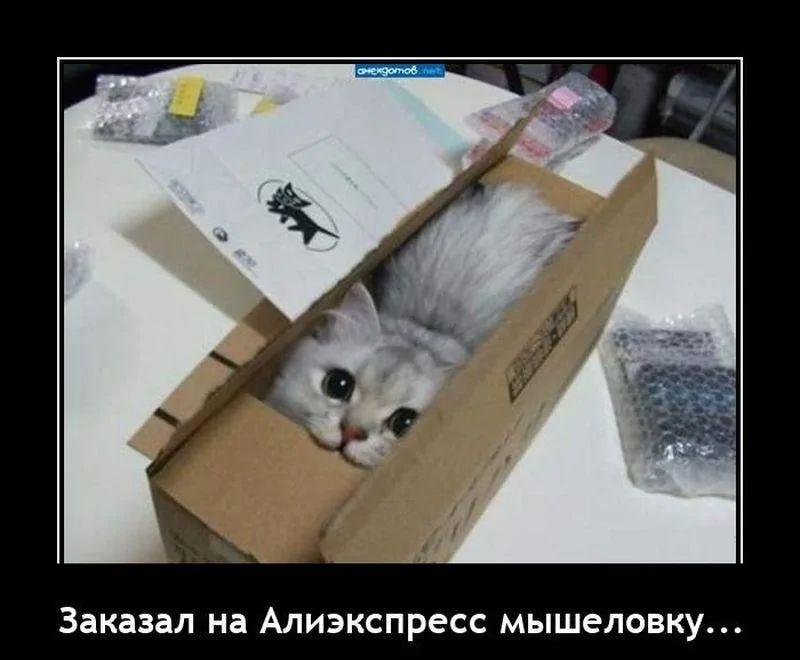 Заказал на Алиэкспресс мышеловку...