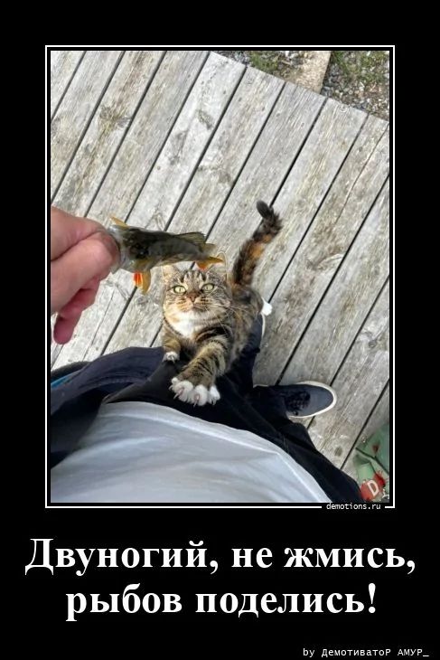 Двуногий, не жмись, рыбов поделись!