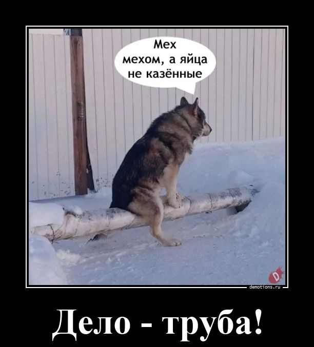 Мех мехом, а яйца не казённые
Дело - труба!