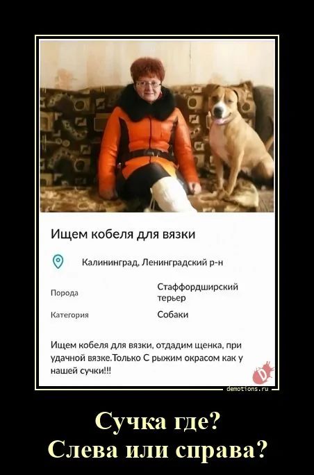 Ищем кобеля для вязки. Калининград, Ленинградский р-н. Порода: Стаффордширский терьер. Категория: Собаки. Ищем кобеля для вязки, отдам щенка, при удачной вязке. Сучка где? Слева или справа?