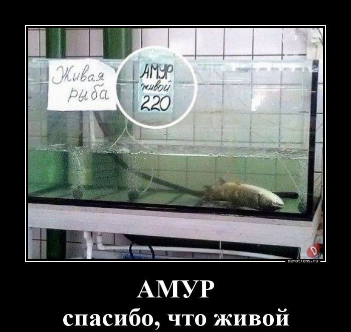АМУР спасибо, что живой