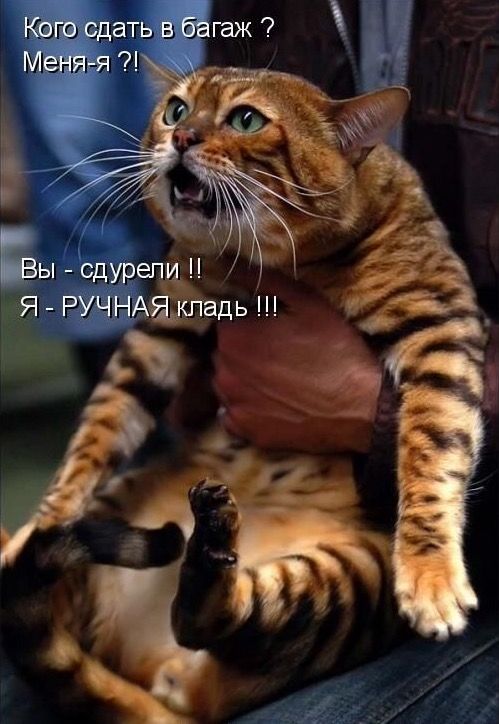 Кого сдать в багаж? Меня-Я?! Вы - судели!! Я - РУЧНАЯ кладь!!!