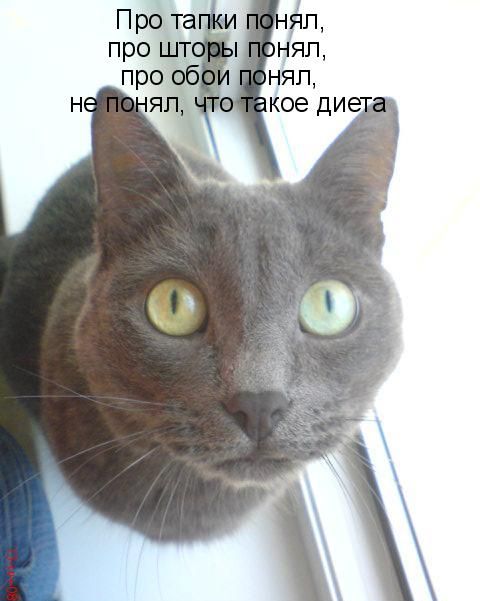Про тапки понял, про шторы понял, про обои понял, не понял, что такое диета