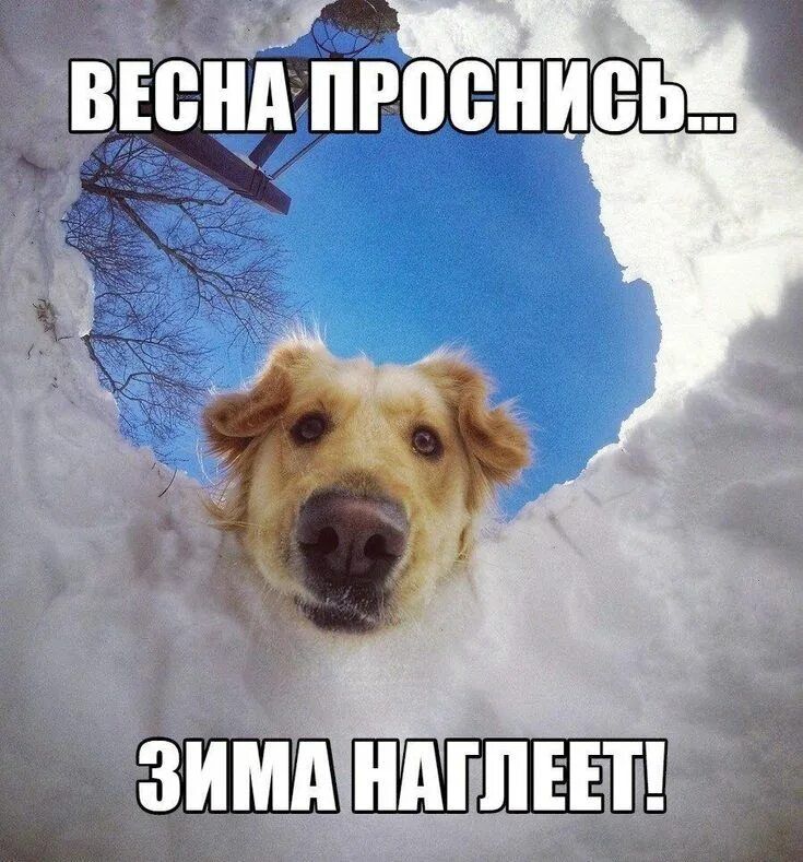 ВЕСНА ПРОСНИСЬ... ЗИМА НАГЛЕЕТ!