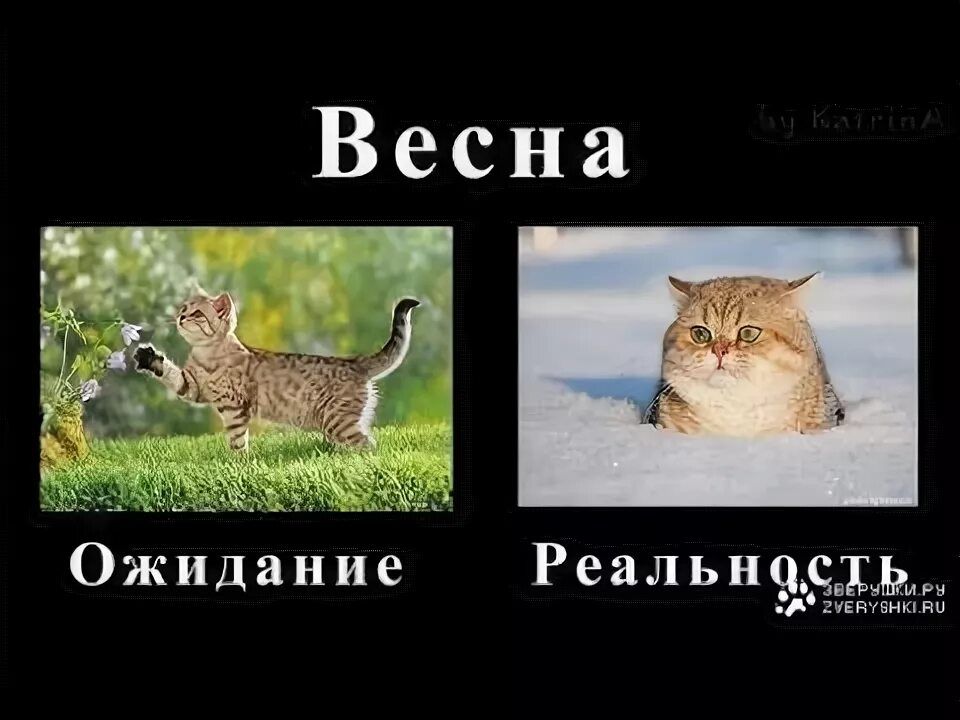 Весна
Ожидание
Реальность