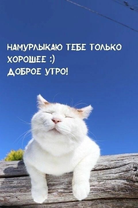 НАМУРЛЫКАЮ ТЕБЕ ТОЛЬКО ХОРОШЕЕ :) ДОБРОЕ УТРО!