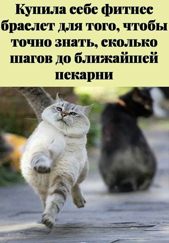 Купила себе фитнес браслет для того, чтобы точно знать, сколько шагов до ближайшей пекарни