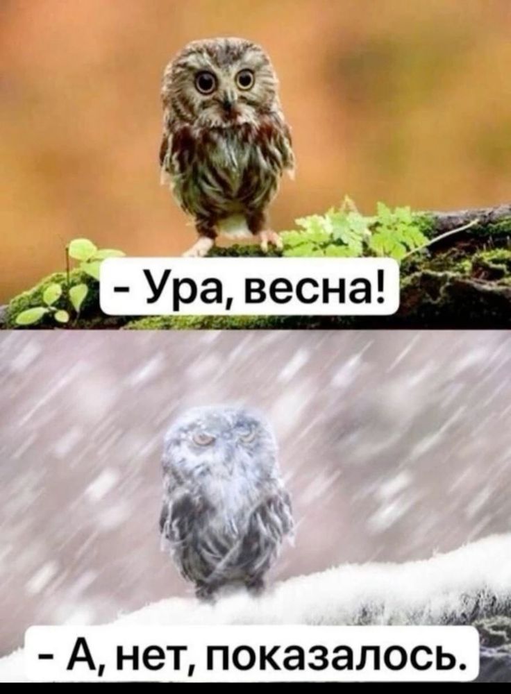 - Ура, весна!
- А, нет, показалось.