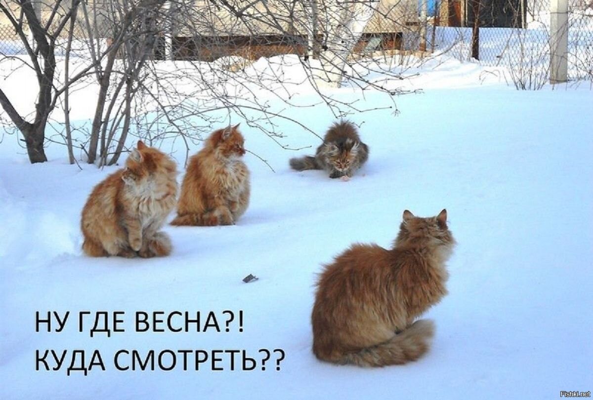 НУ ГДЕ ВЕСНА?! КУДА СМОТРЕТЬ??