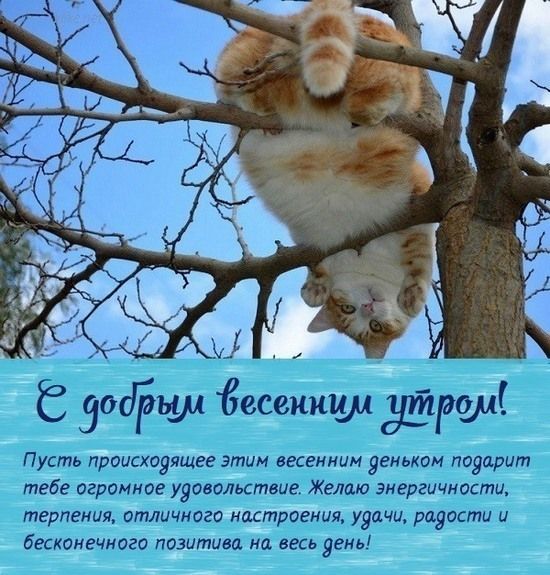 С добрым весенним утром! Пусть происходящее этим весенним денком подарит тебе огромное удовольствие. Желаю энергичности, терпения, отличного настроения, удачи, радости и бесконечного позитива на весь день!