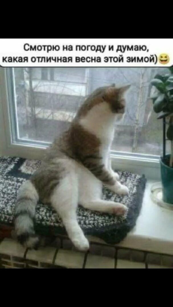 Смотрю на погоду и думаю, какая отличная весна этой зимой 🤣