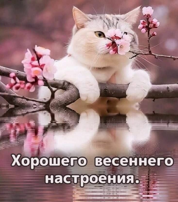 Хорошего весеннего настроения.