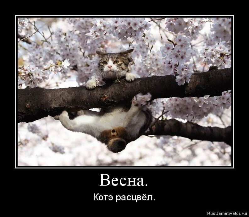 Весна. Коте расцвёл.