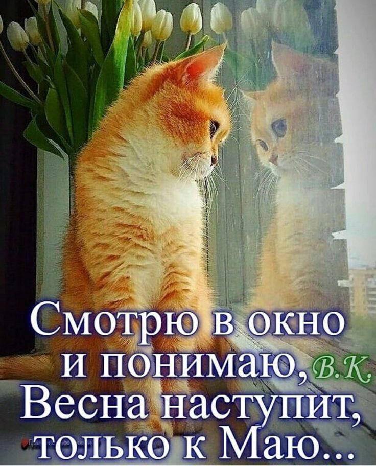 Смотрю в окно и понимаю, Весна наступит, только к Маю..