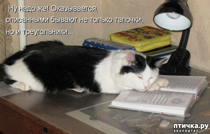 Ну надо же! Оказывается, описанными бывают не только тапочки, но и треугольники...