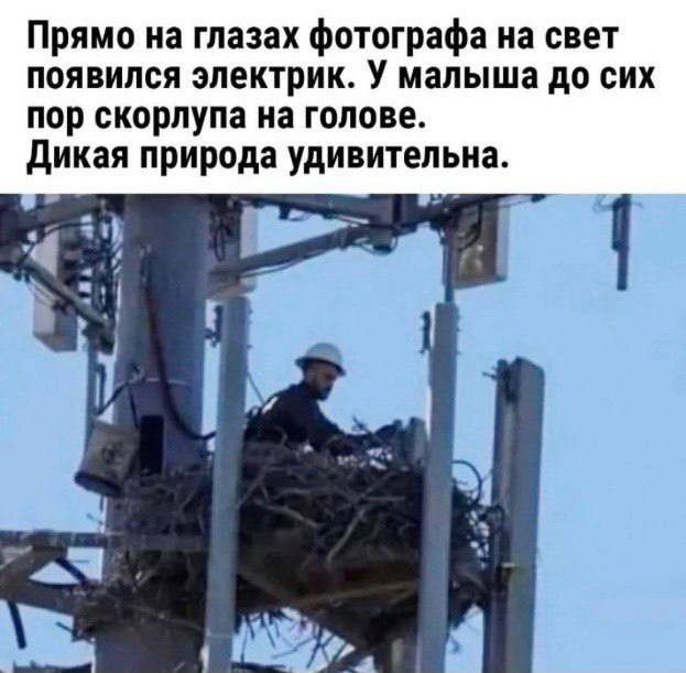 Прямо на глазах фотографа на свет появился электрик. У малыша до сих пор скорлупа на голове. Дикая природа удивительна.