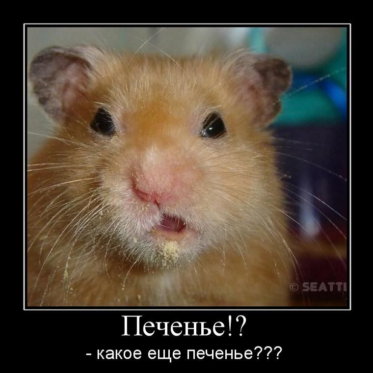 Печенье!? - какое еще печенье???