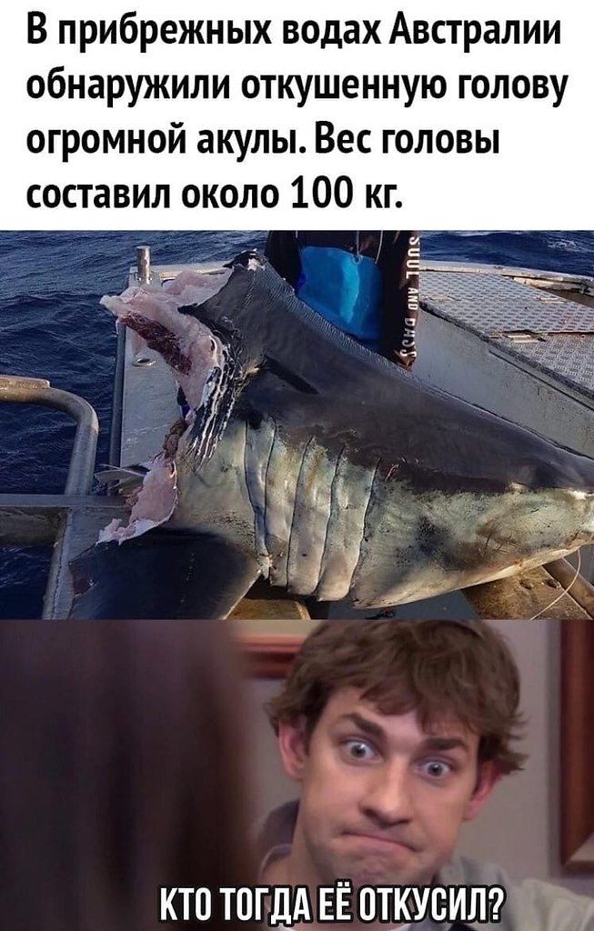 В прибрежных водах Австралии обнаружили откушенную голову огромной акулы. Вес головы составил около 100 кг.