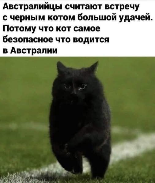 Австралийцы считают встречю с черным котом большой удачей. Потому что кот самое безопасное что водится в Австралии