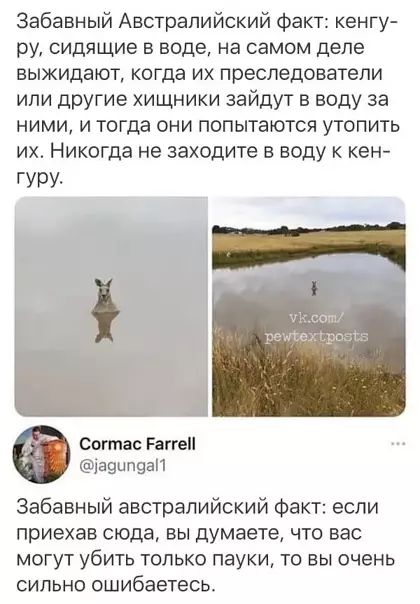 Забавный Австралийский факт: кенгуру, сидящие в воде, на самом деле выживают, когда их преследователи или другие хищники зайдут в воду за ними, и тогда они попытаются утопить их. Никогда не заходите в воду к кенгуру.
