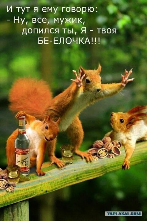 И тут я ему говорю: - Ну, все, мужик, допился ты, я - твоя БЕЛОЧКА!!!