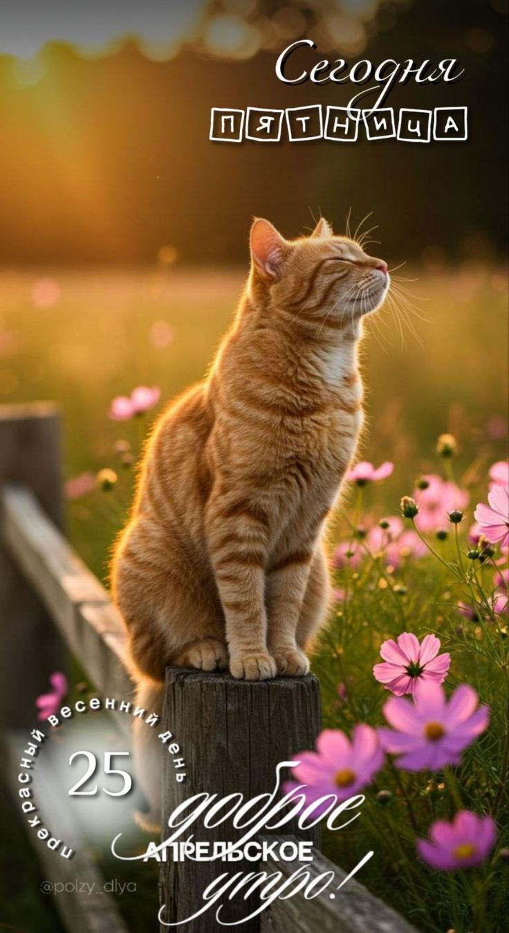 Сегодня пятница. доброе утро! 25 весенний день