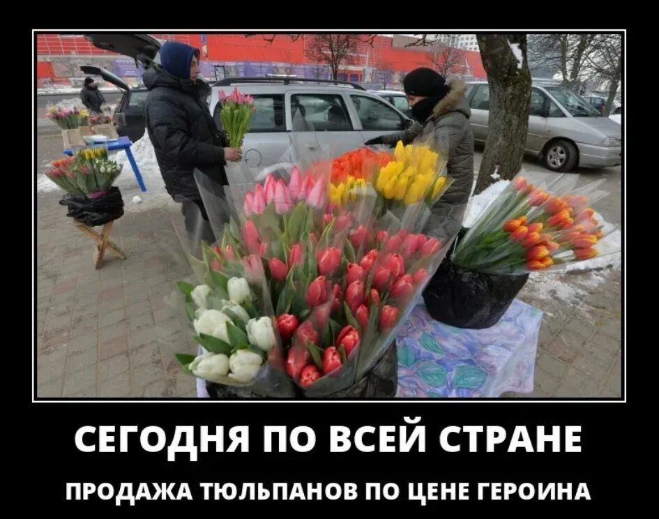 СЕГОДНЯ ПО ВСЕЙ СТРАНЕ ПРОДАЖА ТЮЛЬПАНОВ ПО ЦЕНЕ ГЕРОИНА