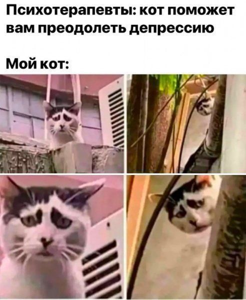 Психотерапевты: кот поможет вам преодолеть депрессию
Мой кот: