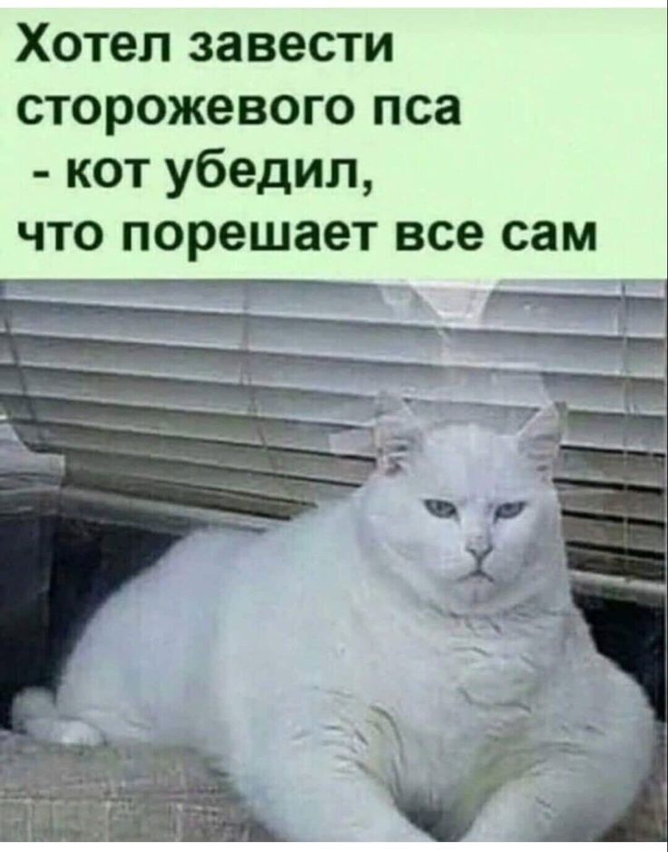 Хотел завести сторожевого пса - кот убедил, что порешает все сам