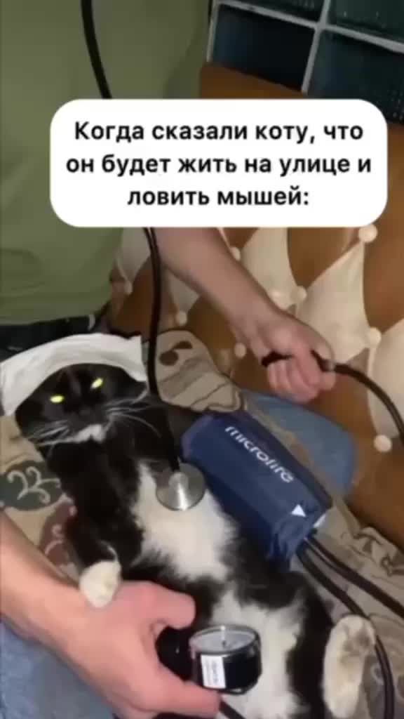 Когда сказали коту, что он будет жить на улице и ловить мышей: