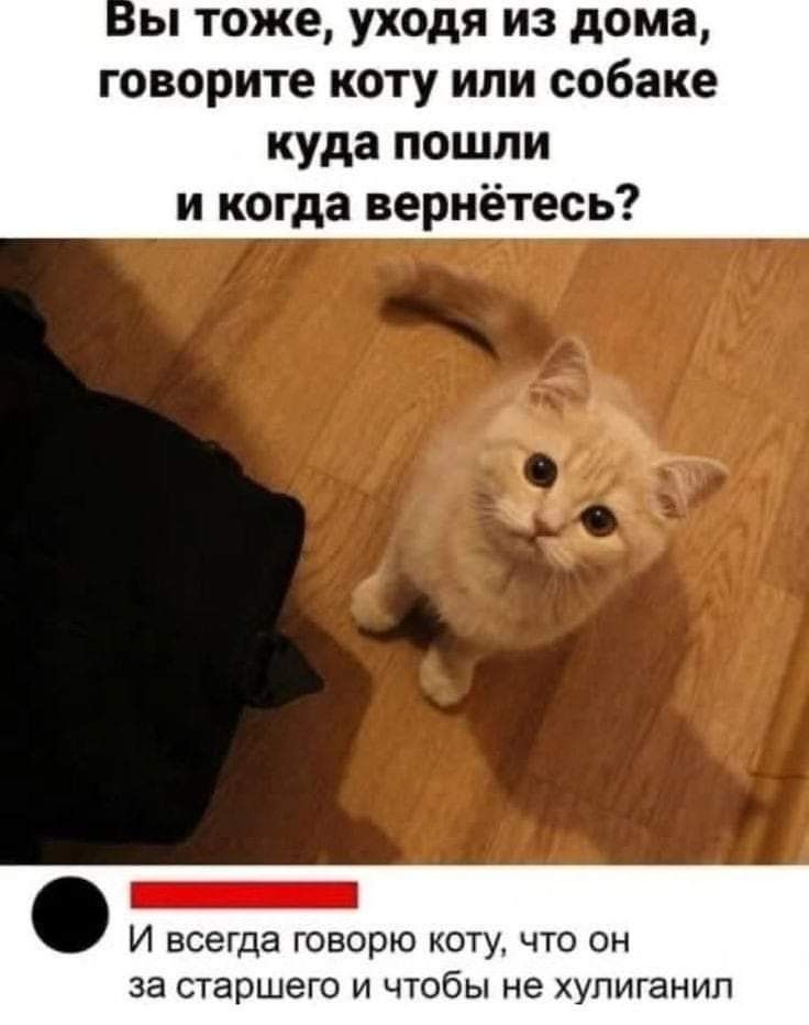 Вы тоже, уходя из дома, говорите коту или собаке куда пошли и когда вернётесь?\n\nИ всегда говорю коту, что он за старшего и чтобы не хулиганил